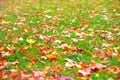 Autumn background - fallen leaves on grass