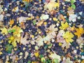 Autumn background - fallen leaves on the ground