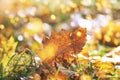 Autumn background with fallen maple leaves and grass on the sunset with bokeh lights, banner