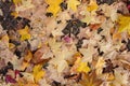 Autumn background. Fallen red and yellow maple leaves Royalty Free Stock Photo