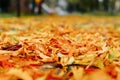 Autumn background, fallen yellow leaves on the sidewalk, hello october concept. Perspective, low angle view, selective focus Royalty Free Stock Photo