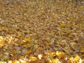 Autumn background - fallen yellow maple leaves