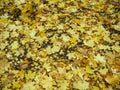 Autumn background - fallen yellow maple leaves