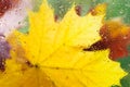 Autumn background - falling maple and oak leaves, window glass with rain drops, rainy day, season is fall. Royalty Free Stock Photo
