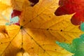 Autumn background - falling maple and oak leaves, window glass with rain drops, rainy day, season is fall. Royalty Free Stock Photo