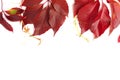 Autumn background, flat layout of red autumn grape leaves, top view isolated on a white background. Royalty Free Stock Photo