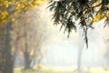 Autumn background, fog and yellow trees