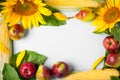 Autumn background. frame made of sunflower, corn and pears. Royalty Free Stock Photo