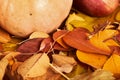 Autumn background, fruits and vegetables on yellow fallen leaves, apples and pumpkin, decoration in country style, dark brown tone Royalty Free Stock Photo