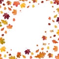 Autumn background with golden maple and oak leaves