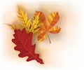 Autumn background with golden maple and oak leaves. Vector paper illustration.Vector set of greeting cards with autumn Royalty Free Stock Photo