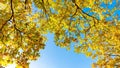 Autumn background with golden and yellow leaves against the blue fall sky on sunny day. Branches with autumn oak leaves. Crown of Royalty Free Stock Photo