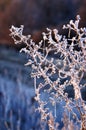 Autumn background with grass and forest covered with frost in the early frosts