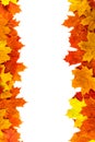 Autumn background. Isolated maple leaves.