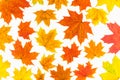 Autumn background. Isolated maple leaves.