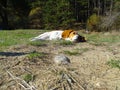 Autumn background. Landscape of autumn. Warm whether in the  forest. Happy and free dog beagle. Royalty Free Stock Photo