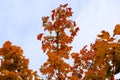 Autumn background landscape. Yellow color tree, yellow green orange red foliage in fall forest. Abstract autumn nature Royalty Free Stock Photo