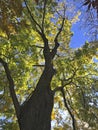 Autumn background landscape. Yellow tree, orange red foliage in autumn forest. Royalty Free Stock Photo