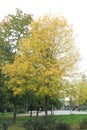 Autumn background landscape. Yellow tree, orange red foliage in autumn forest.