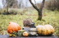 Autumn background with lantern, pumpkins, apple and heather flower in crochet pot outdoors in dark autumn day.