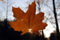 Autumn background. Last maple leaf on a branch against a blue turquoise sky background glows in the sun close-up in nature Royalty Free Stock Photo