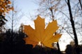 Autumn background. Last maple leaf on a branch against a blue turquoise sky background glows in the sun close-up in nature Royalty Free Stock Photo