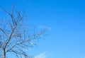 Autumn background . Leafless trees on blue sky