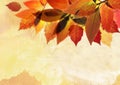 Autumn background leave