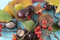 Autumn background. Leaves, chestnuts, dried leaves, rowan berries on pastel blue background. Autumn, fall concept. View from above