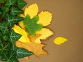 Autumn background with leaves and ivy on a brown background.