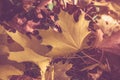 Maple leaves fallen leaves lying on the grass Royalty Free Stock Photo