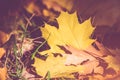 Maple leaves fallen leaves lying on the grass Royalty Free Stock Photo