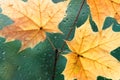 Autumn background - maple leaves outside window glass with rain drops, rainy day, season is fall. Royalty Free Stock Photo