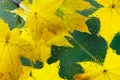 Autumn background - maple leaves outside window glass with rain drops, rainy day, season is fall. Royalty Free Stock Photo