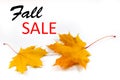 Autumn background, maple leaves on a white background. Caption: Fall Sale.