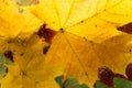 Autumn background maple and oak leaves falls outside window with rain drops, rainy day fall depression. Royalty Free Stock Photo