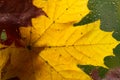 Autumn background maple and oak leaves falls outside window with rain drops, rainy day fall depression. Royalty Free Stock Photo