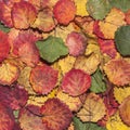 Autumn background of multicolored aspen fall leaves Royalty Free Stock Photo