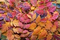 Autumn background with multicolored leaves. Fallen leaves of Goldenrain Tree