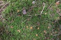 Forest background. Moss, pine needles, bark. Brown and marsh colors Royalty Free Stock Photo