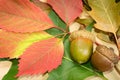 Autumn background with oak Royalty Free Stock Photo