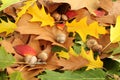 Autumn background - oak leaves and acorns Royalty Free Stock Photo