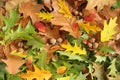 Autumn background - oak leaves and acorns Royalty Free Stock Photo