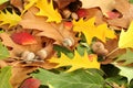 Autumn background - oak leaves and acorns Royalty Free Stock Photo