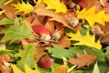 Autumn background - oak leaves and acorns Royalty Free Stock Photo