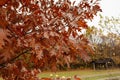 Autumn background with oak leaves on a branch Royalty Free Stock Photo