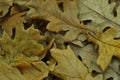 Autumn background with oak leaves. Dry oak leaves. Autumn texture with leaves. Layout with yellow leaves