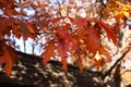 Autumn background oak leaves outdoors. Sky. Nature. Autumn concept Royalty Free Stock Photo