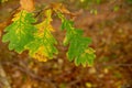 Autumn background. oak leaves Royalty Free Stock Photo