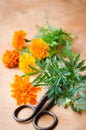 Autumn background with old vintage scissors and marigold flower on wooden table. Royalty Free Stock Photo